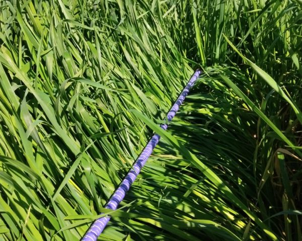 Pastagem bagual Premium