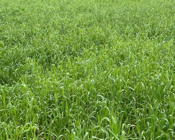 Agrivi - Green Cover 2.2A