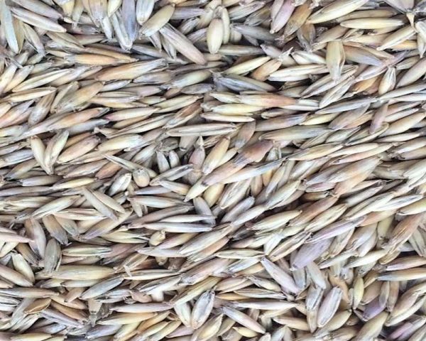 produto-aveia-branca